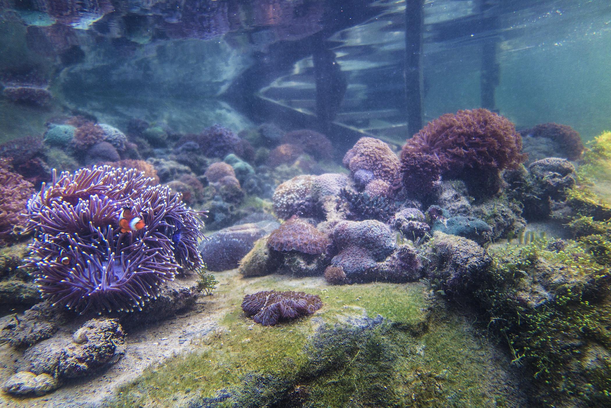 The Andaman, A Luxury Collection Resort, Langkawi Esterno foto Sea urchins and sea anemones